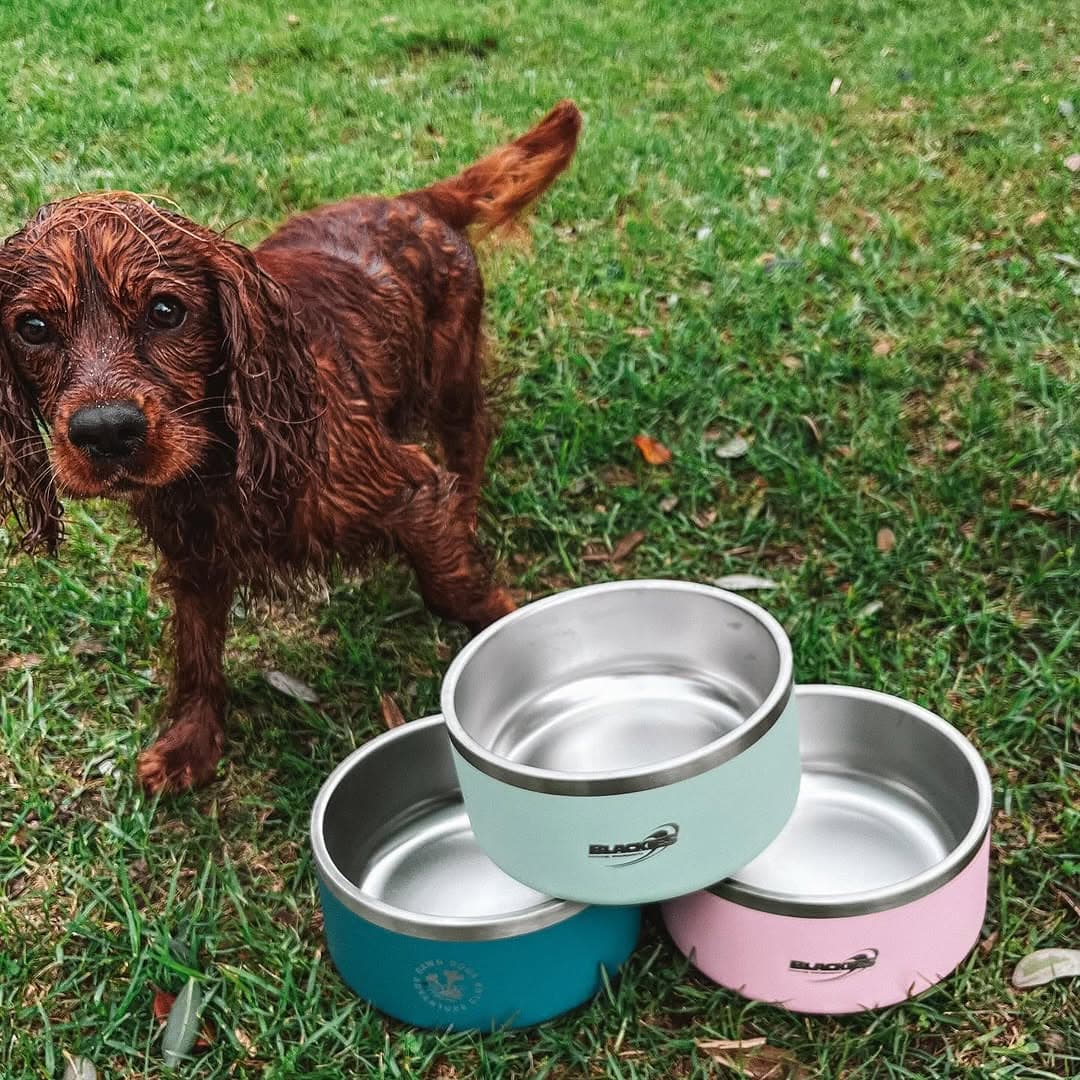 Dogs welcome